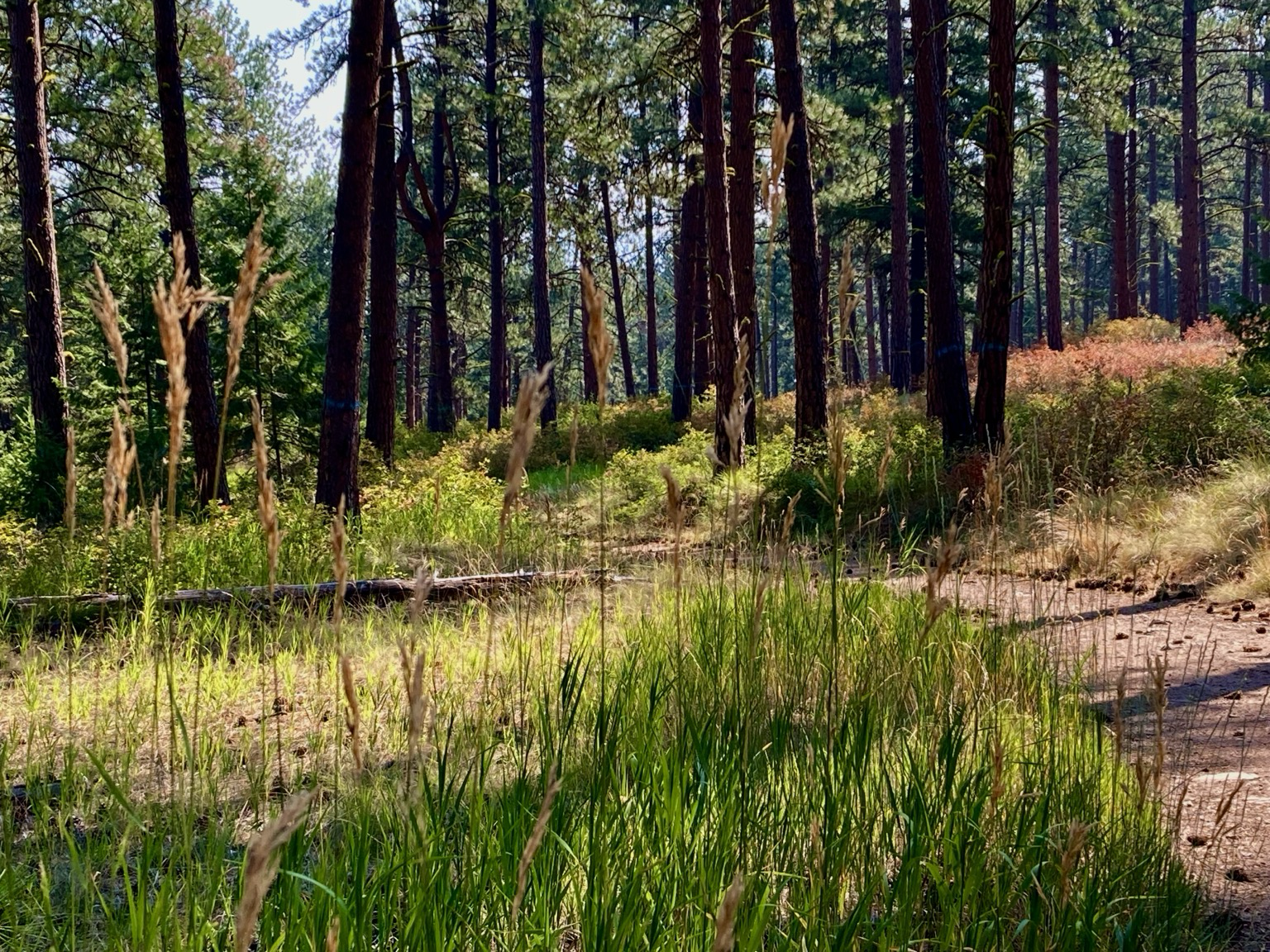 An old forest road curls from right to left through pine forest, the sun splashing the scene with brightness to contrast with the shadows, the grass turning golden, the woody brush adding red to the scene.