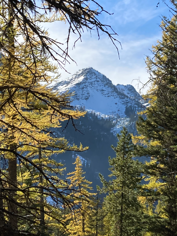 The view is through the golden needles of larch trees, a few pines in evidence. Beyond them is a towering peak that is covered in snow, but bare rock is visible. The sky is mostly cloudy.