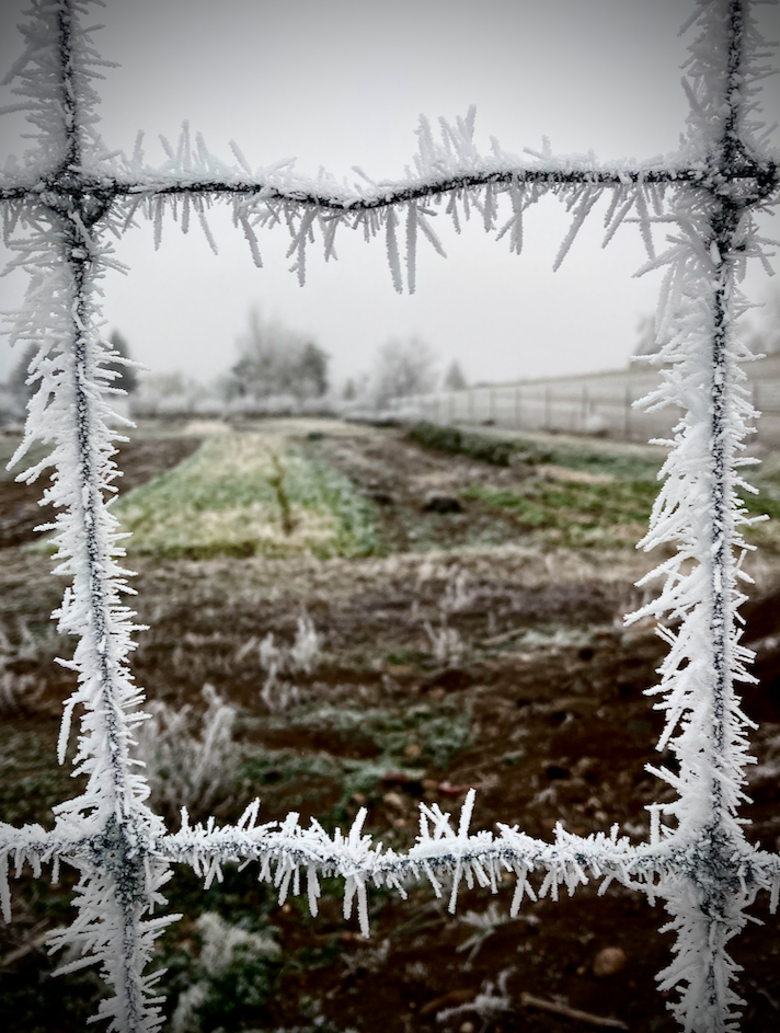 The view is through a wire fence, ice coating the wire to create a "barbed ice" effect. Blurred in the background is a field, a fence running along the side of it. Beyond that, where there should be mountains, there are clouds.