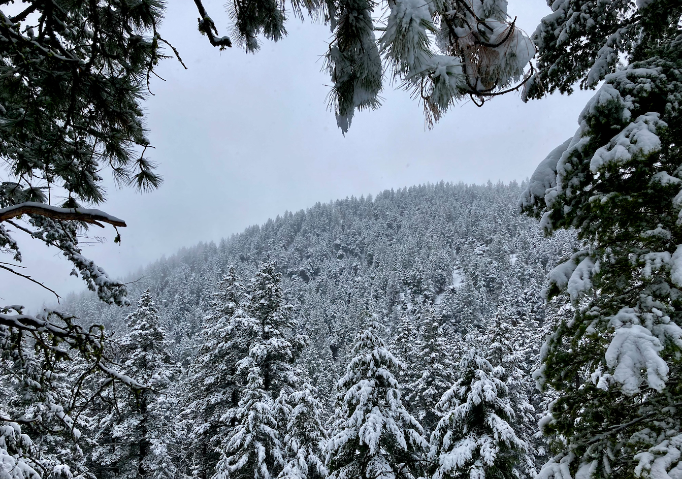 The view is through the snow-laden branches of a pine tree that crowd the image, but reveal a wooded peak that's also laden with heavy snow to create a dark gray texture. The sky is cloudy.