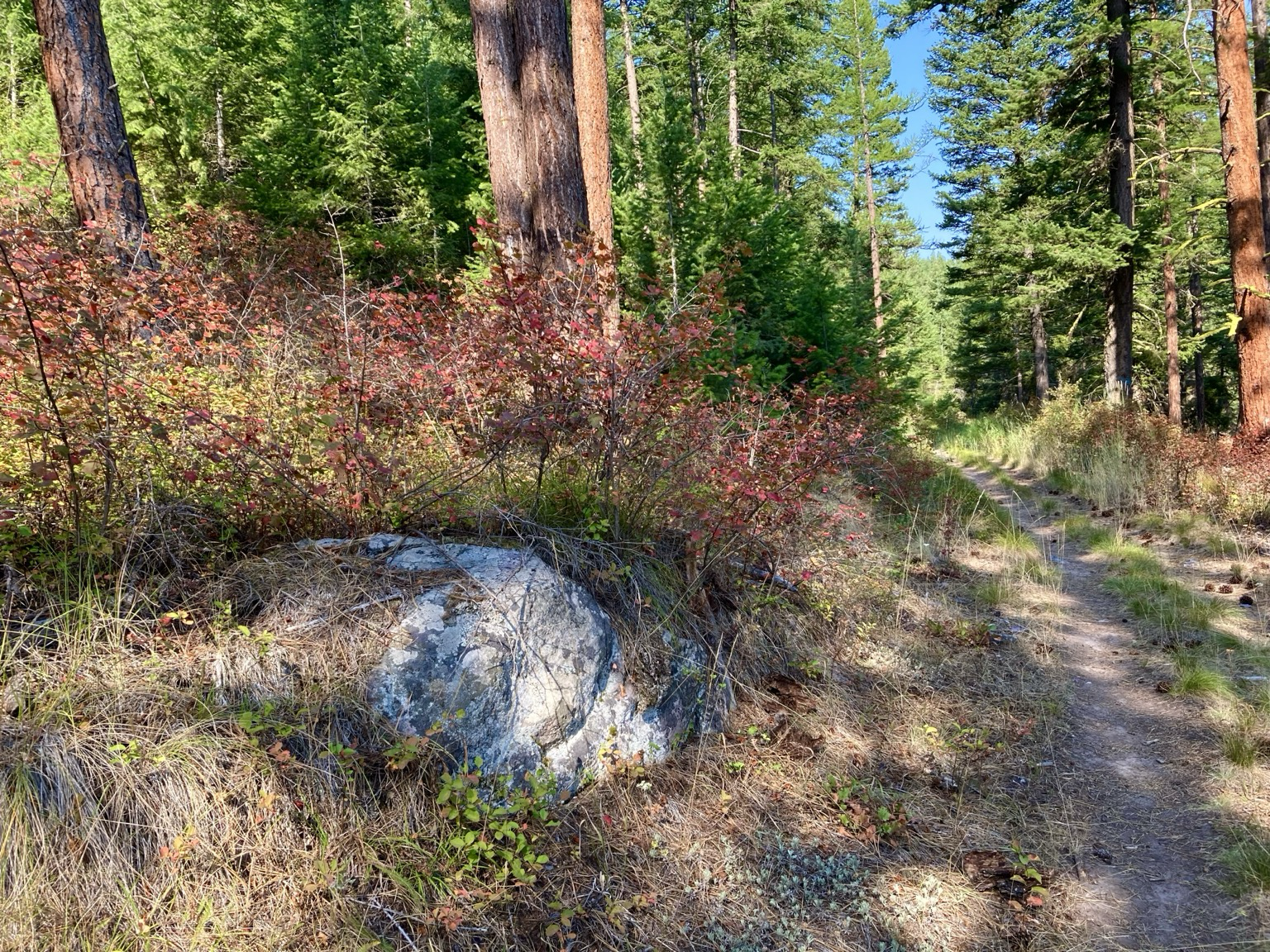 The trail on the right passes a boulder on the left, bright red brush behind it. Ahead is pine forest, the sky blue.