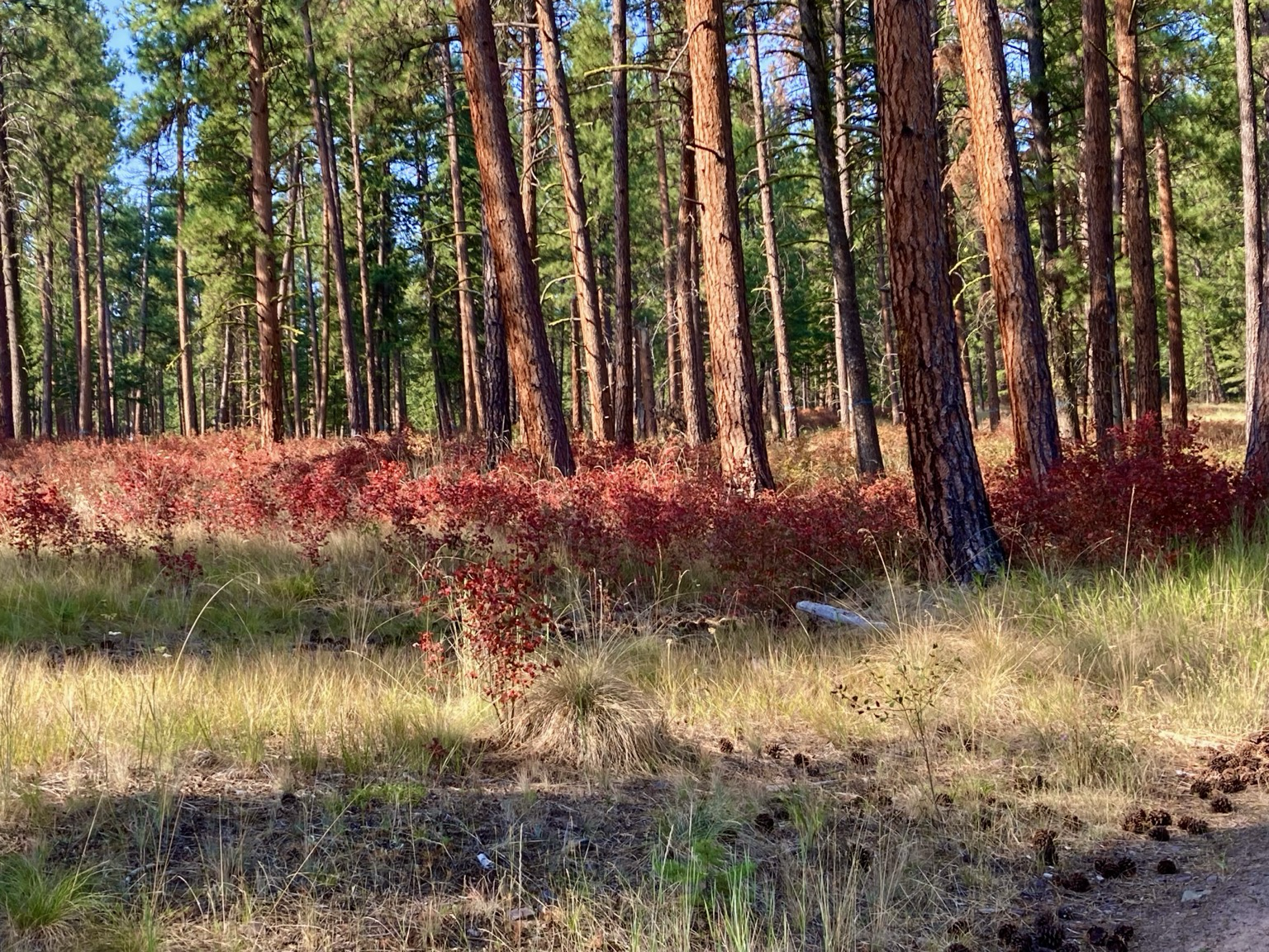 Looking through the pine forest, there are the brown tree trunks, green needles, beige grass, and red brush.