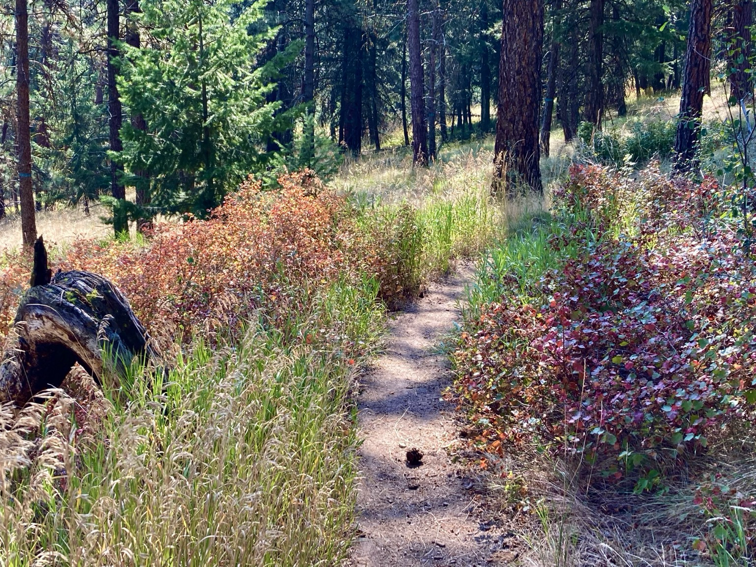 A trail in the pine forest passes a bent tree on the left and passes between light red brush on the left and a deeper red brush on the right.