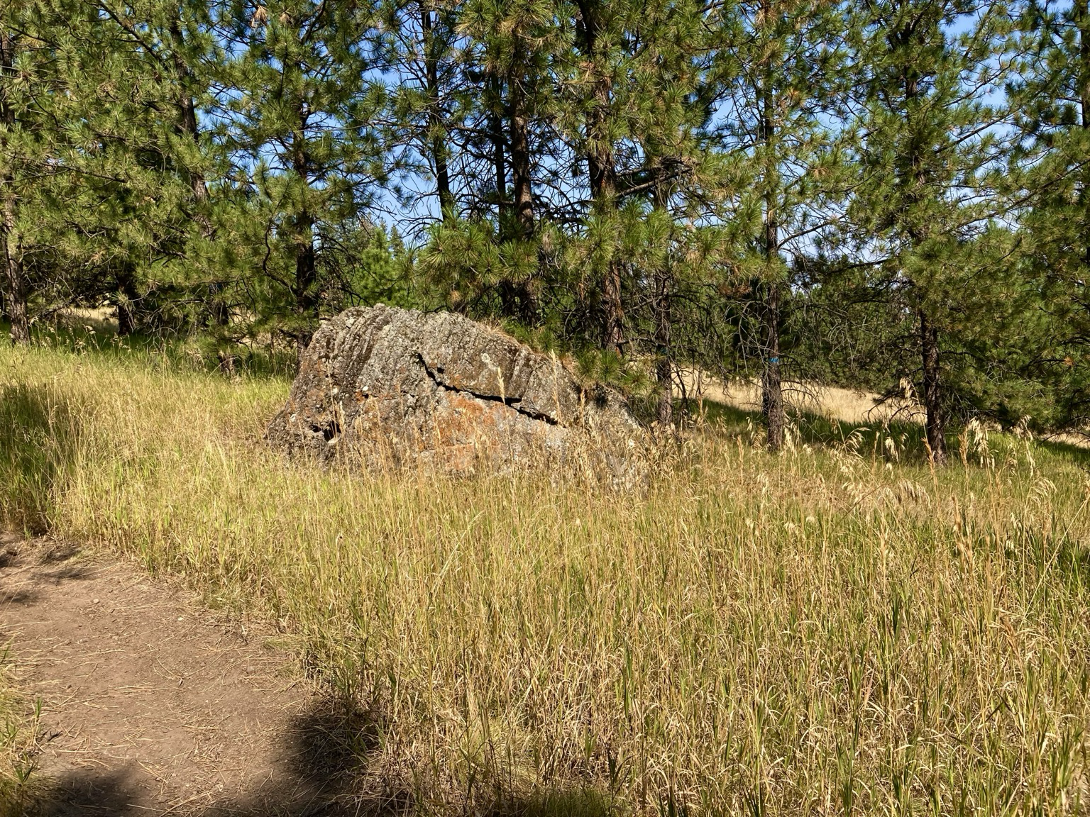 What I believe is a glacial erratic sitting alone on a grassy slope on Blue Mountain, pine trees behind, the sky blue.