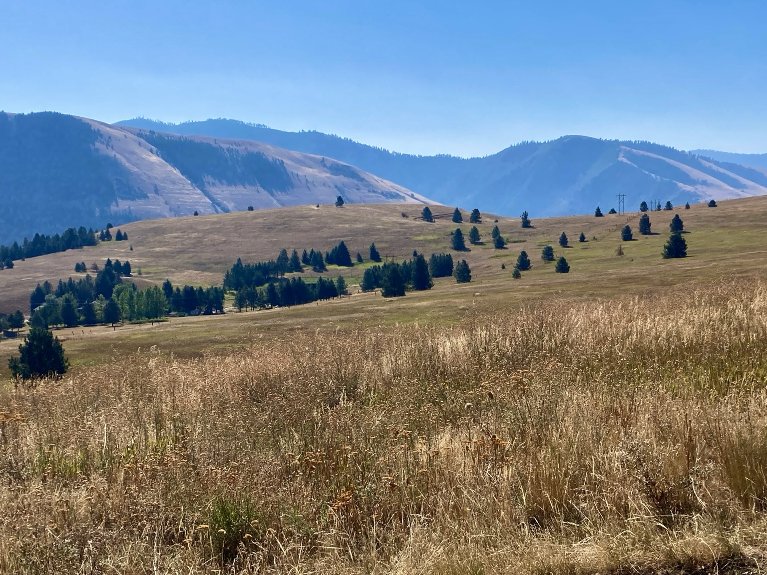 The landscape image shows rolling waves of golden grass stretching to mountains that are partially in silhouette, the sky blue. Distant in the grass are pines, either individual trees or stands.