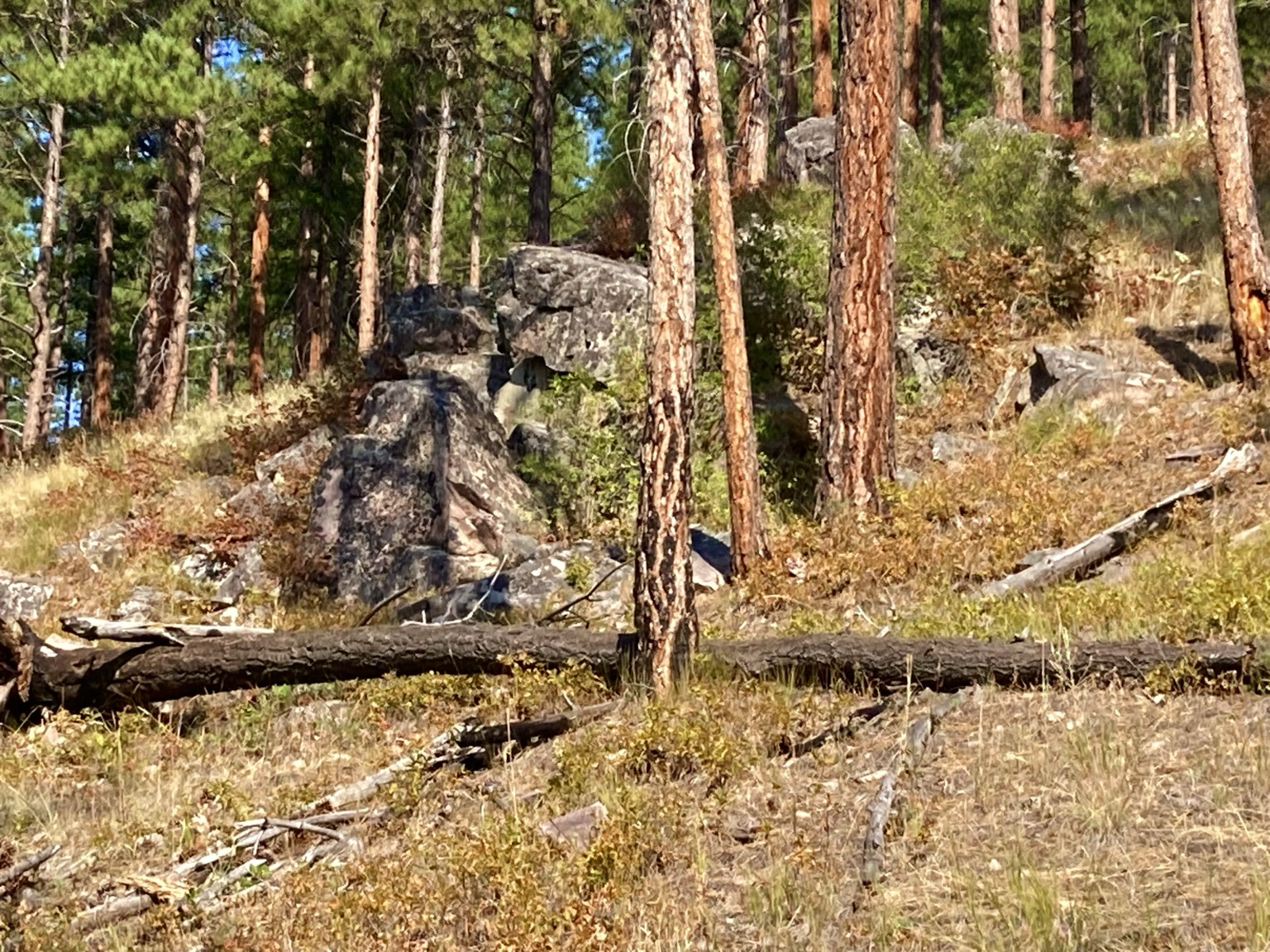 Pine forest on a steep slope of golden grass where a rock outcropping stands out at center.