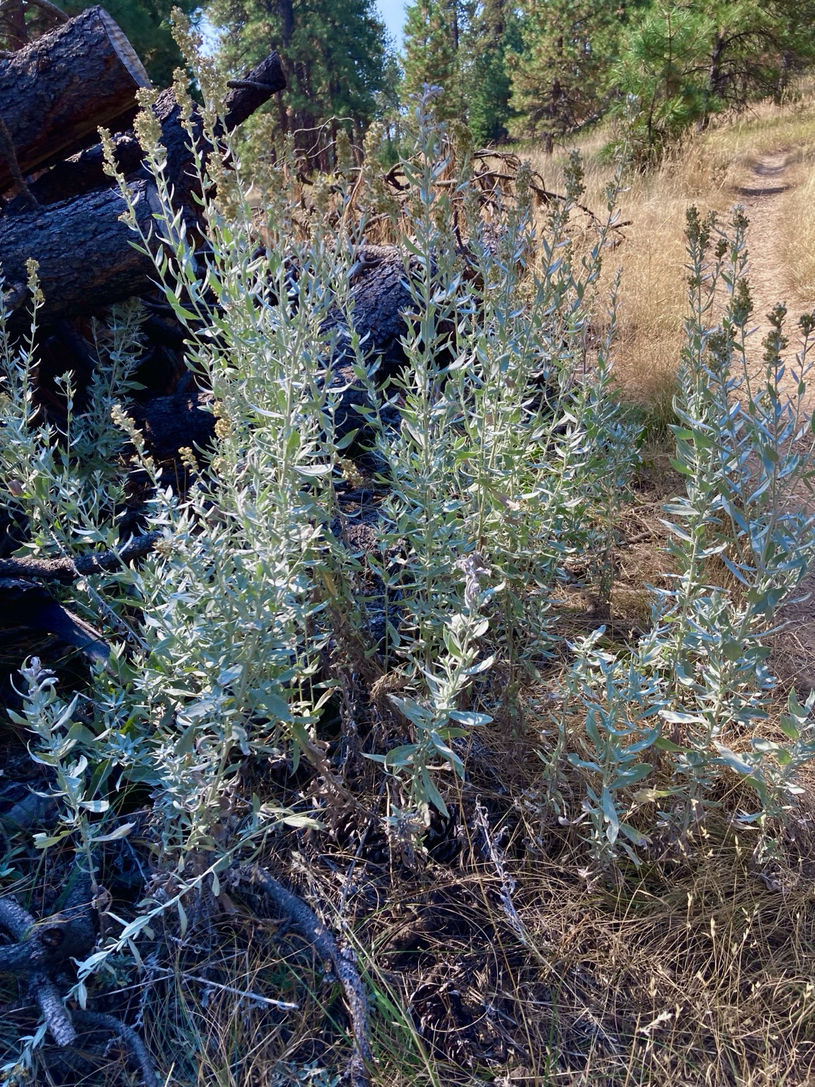 In a field of golden grass, logs behind, is common wormwood, a tall (waist high) plant with straight stems.