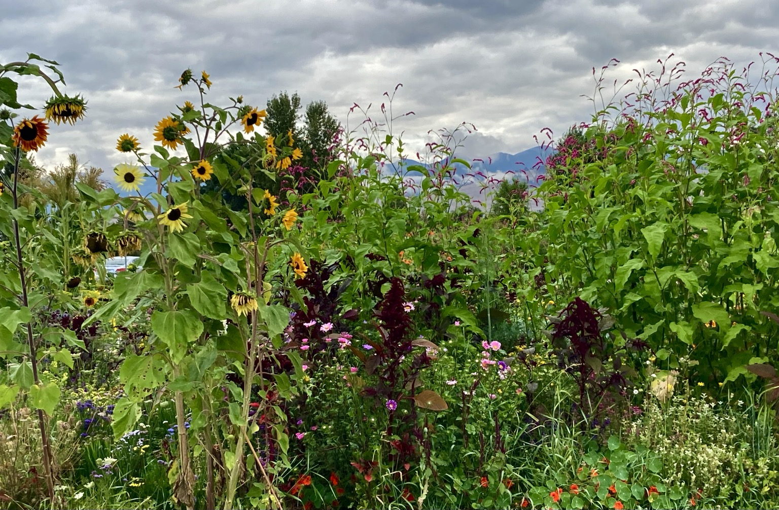 The view is through a community garden and farm where there are flowers, including sunflowers. In the background, the mountains are hidden in the clouds.