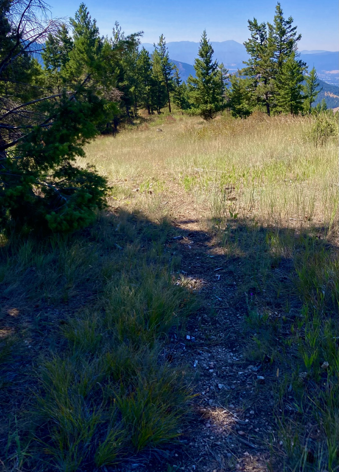In a clearing on a ridge, the trail in the foreground seemingly disappears into the grass. There are short pines to the left, and ahead, a valley and mountains visible in the distance. The sky is clear.