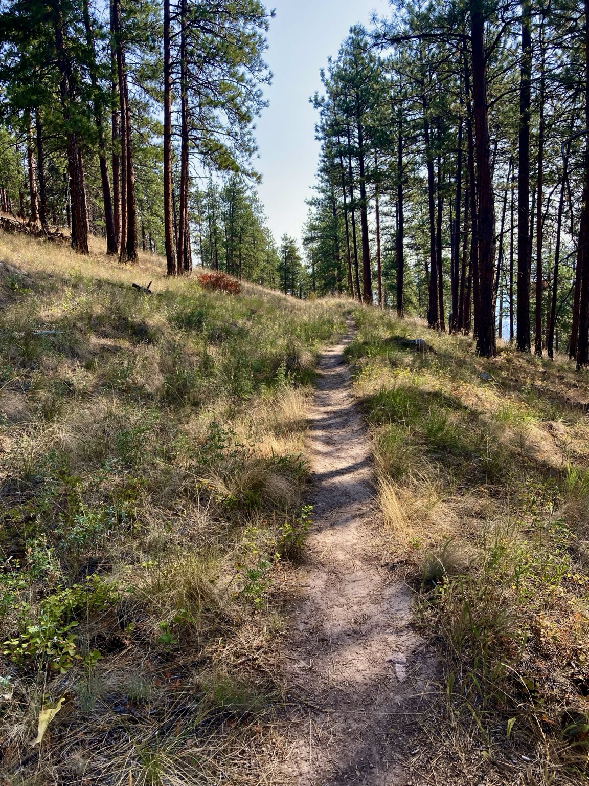 A trail crosses a grassy slope dappled with sun and shade where the pine trees are widely spaced. The sky is hazy.