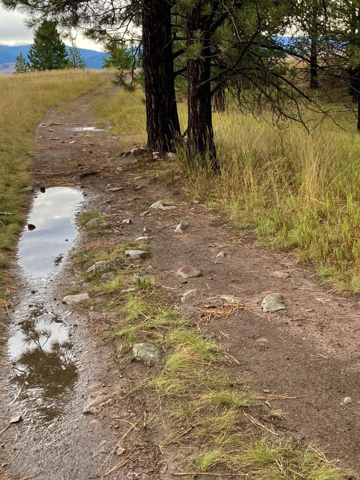 A puddle reflects a pine tree on a trail between grassland and forest. There are mountains in the distance, the sky cloudy.