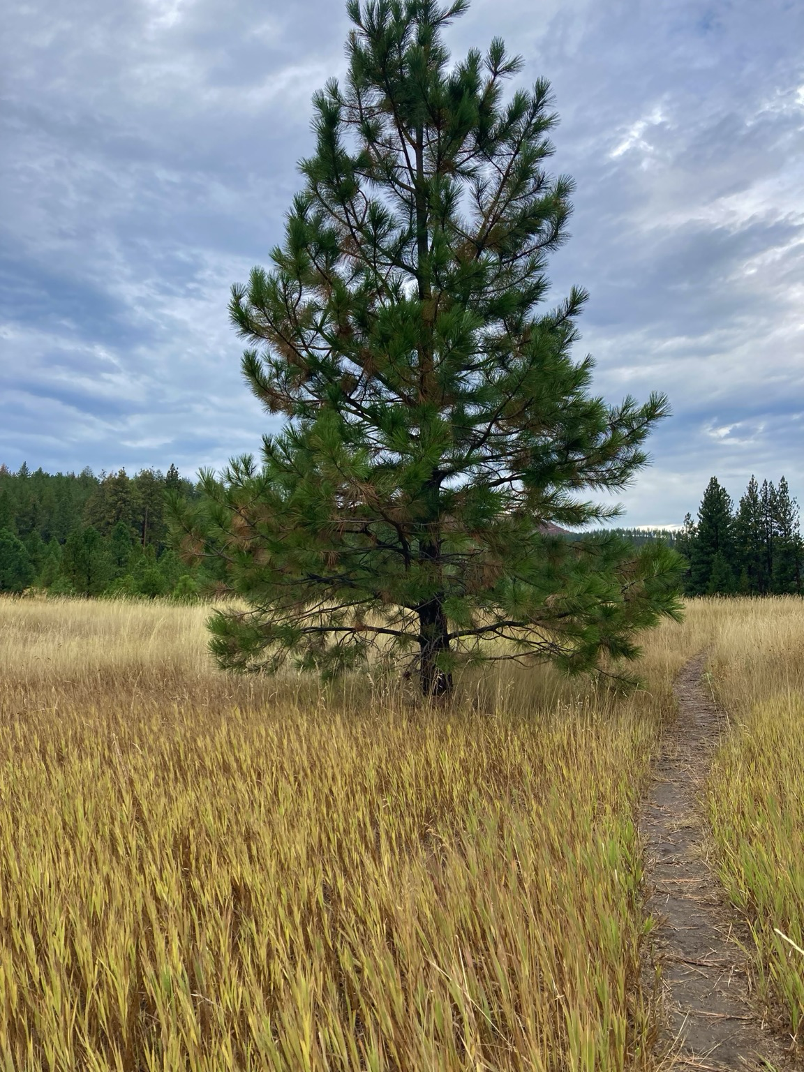 A narrow trail passes to the right of a line ponderosa pine tree, a forest in the distance beneath a cloudy sky. The golden grass in the foreground is a mix of brown and gold, but it’s a bright gold beginning a short distance beyond the tree.