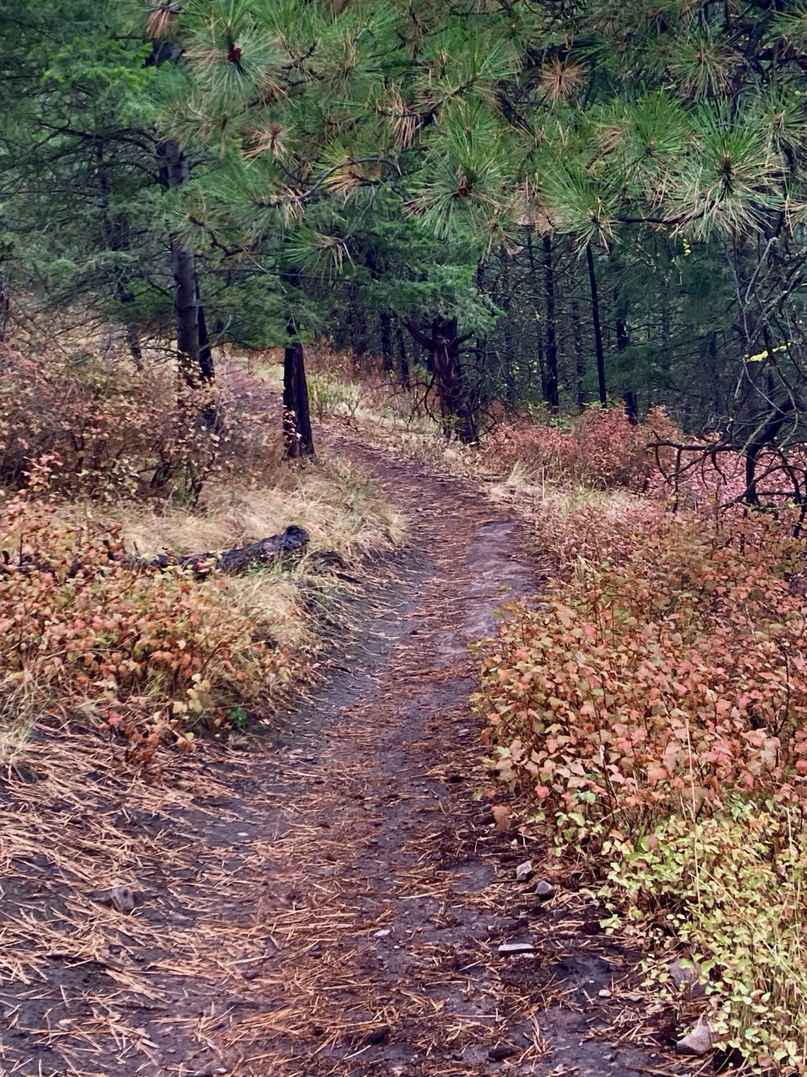 A wet trail laden with pine needles passes through colorful brush and curls into deeper pine forest.