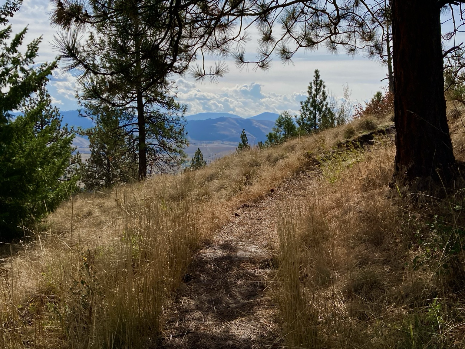 A trail curls up and to the right around a pine tree on the right as it emerges from the forest and crosses an open slope, the grass golden. In the distance is a broad valley, mountains beyond that. The sky is cloudy.