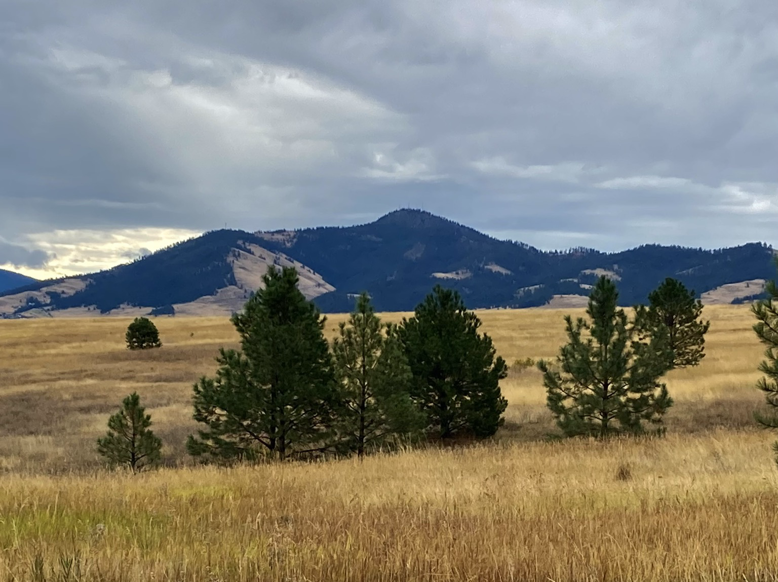 The view is across an ascending slope of golden grass where there are a few pine trees. Beyond is a mountain of forests and grassy slopes beneath a cloudy sky.