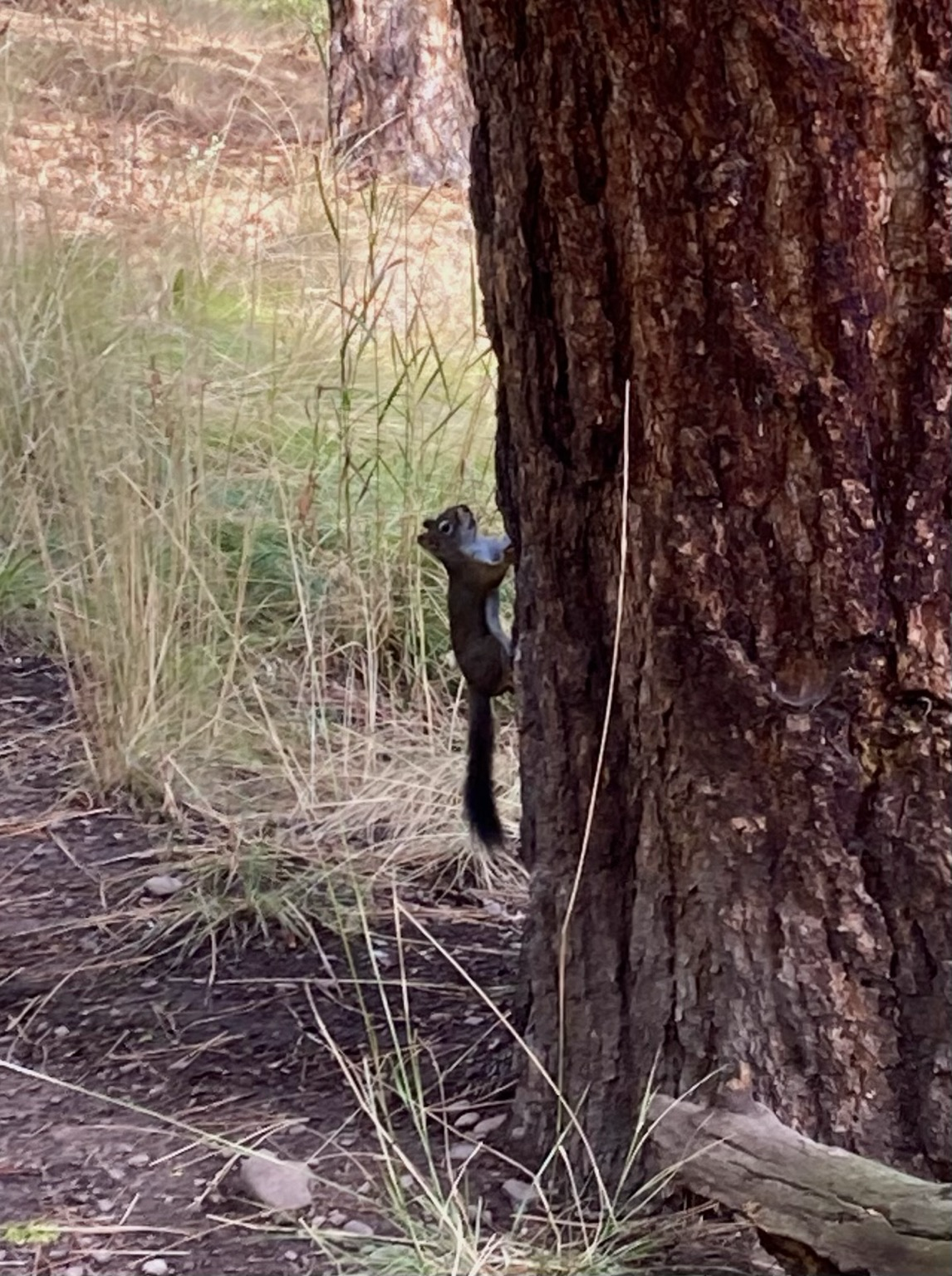 A gray and white pine squirrel clings to the side of a ponderosa pine tree next to the trail, grass in the background.