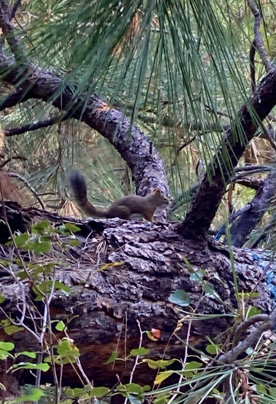 A pine squirrel moves through the branches of a fallen pine tree in the forest that looks like an exotic playground for squirrels.