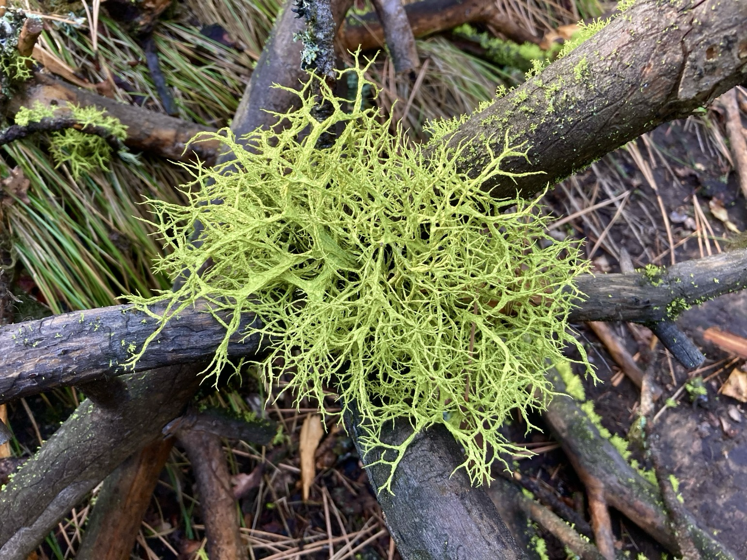A bright green wolf lichen sits a the junction of broken branches, pine needles on the ground beneath.