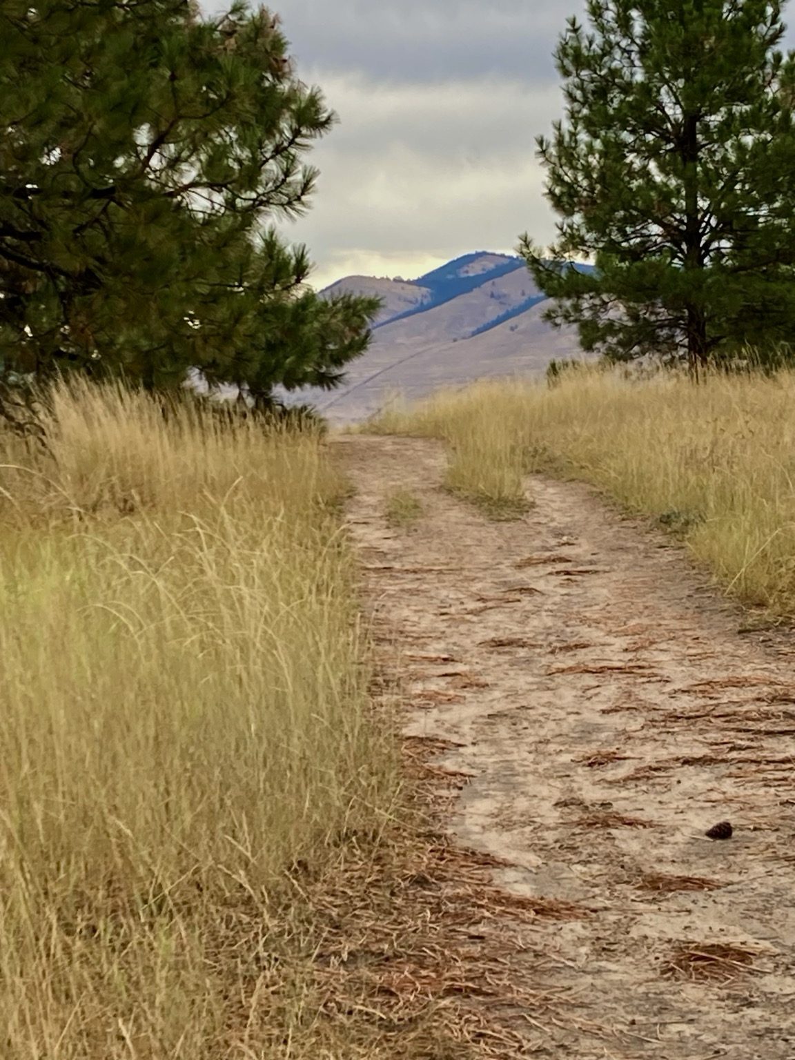 A trail climbs a rise through golden grass and passes between pine trees, mountains visible beyond, the sky cloudy.
