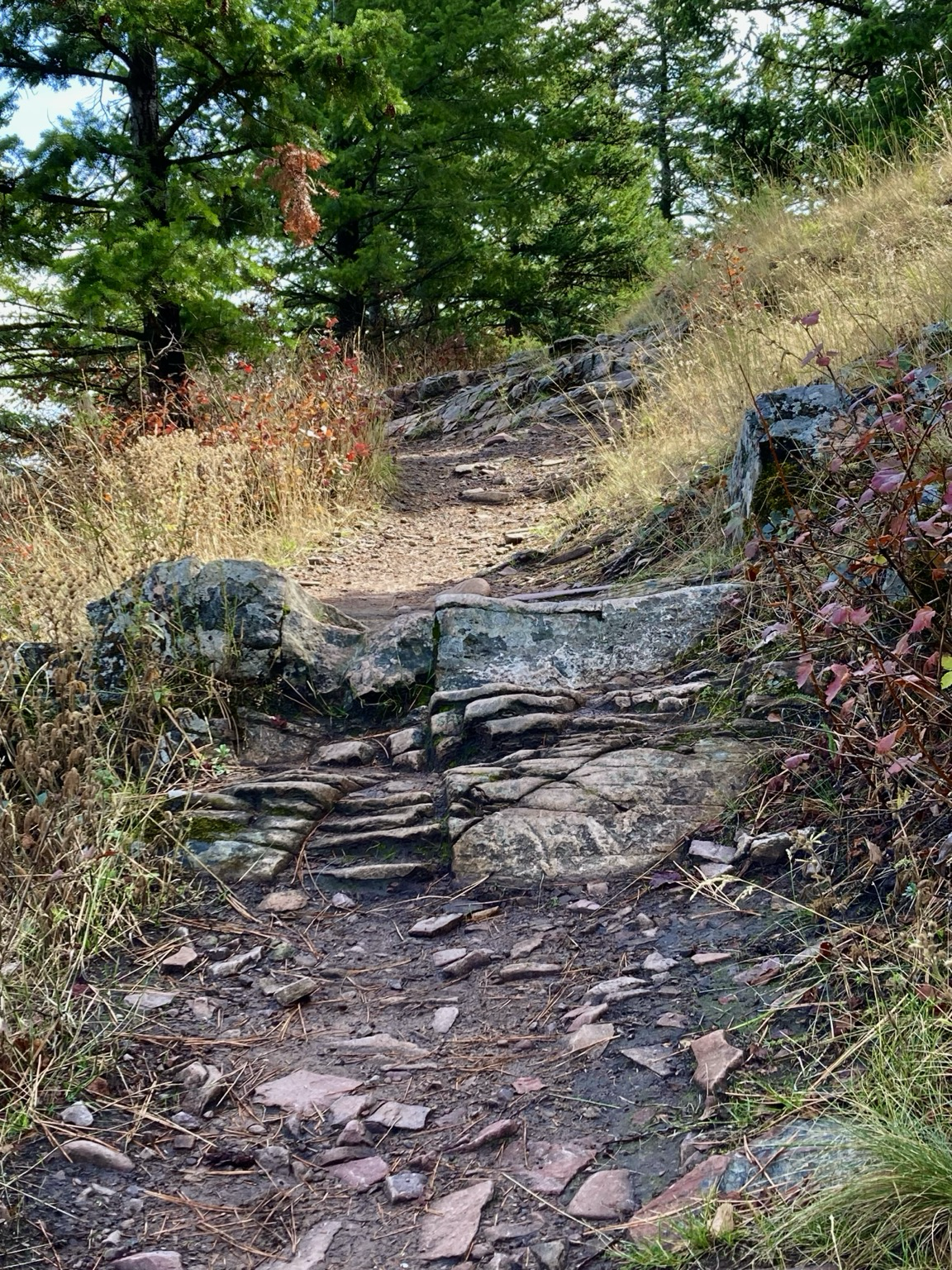 A trail crosses a slope where there’s honey colored grass, red brush, and pine trees. It also passes over small rock outcroppings. The sky is mostly cloudy.