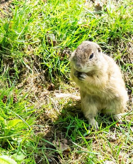 Ein europäisches Zwiesel, wie es aufrecht auf einer grasbewachsenen Fläche sitzt, wobei seine Vorderpfoten zusammengezogen sind. Der Hintergrund zeigt üppig grünes Gras und einige gefallene Blätter.

A small mammal, likely a squirrel or similar rodent, is seen sitting upright on a grassy area, with its front paws brought together. The background features lush green grass and some fallen leaves.
