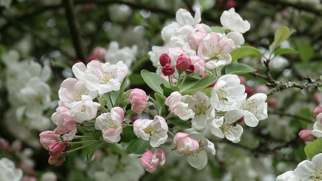 Soft pink and white apple blossom flowers among green leaves against the soft white and green backdrop of more blossom.