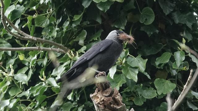 A jackdaw perched, facing to the right, among a mass of glossy green leaves. The bird has a lot of fluffy brown material in its beak, presumably gathered for nesting purposes. The bird has a dark grey body and wings, with lighter grey back of the head.