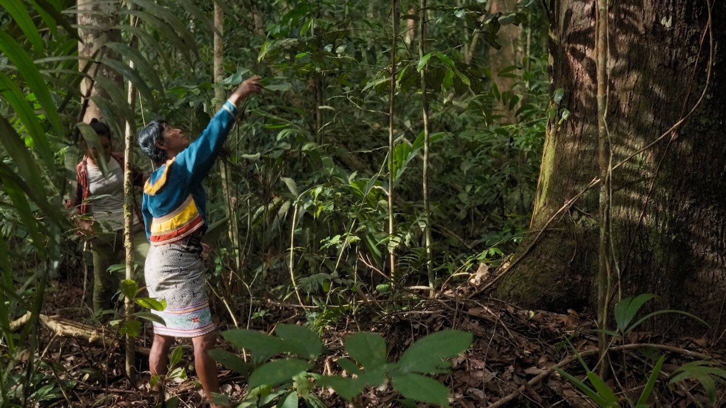 Image from the film of two women in the thick of a forest, with one pointing upwards at the truck of a tree that fills a third of the image.