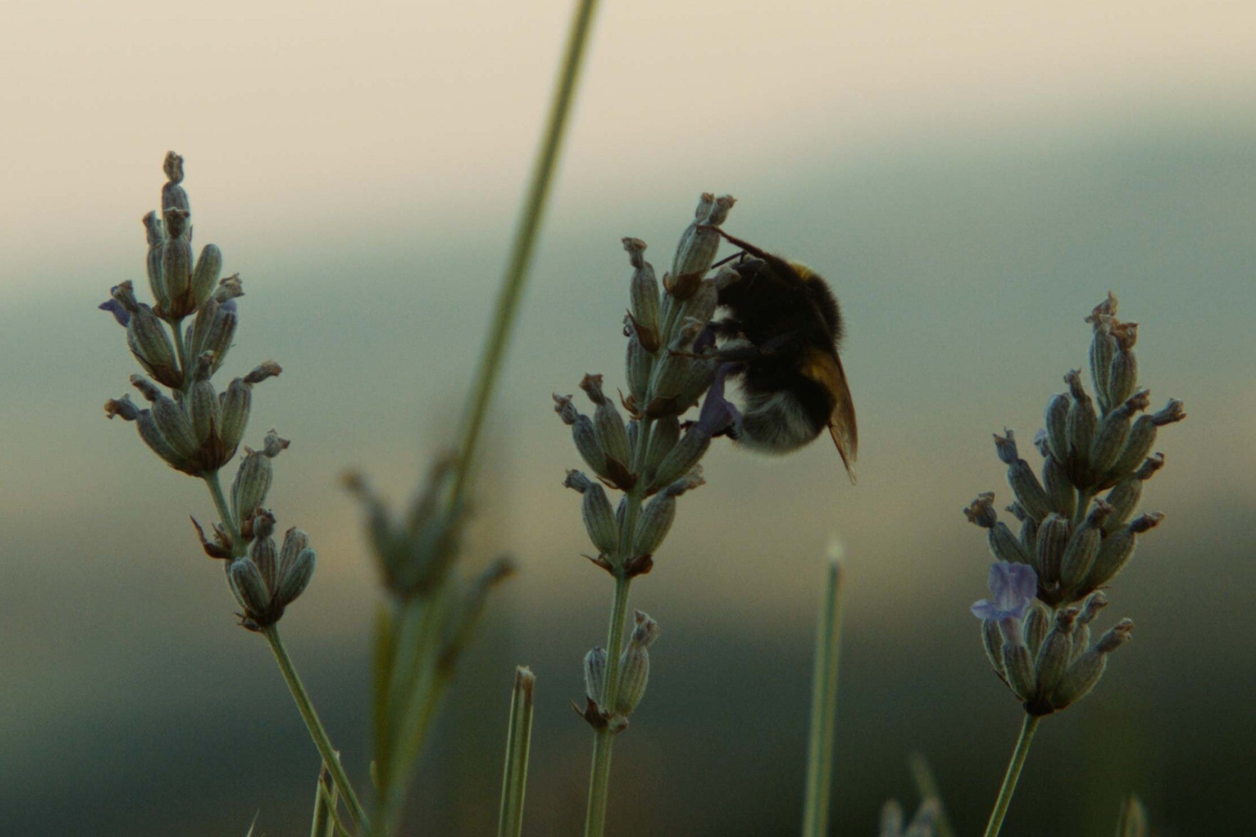 Photo of a bee sitting atop budding flowers with an out-of-focus landscape in the background.