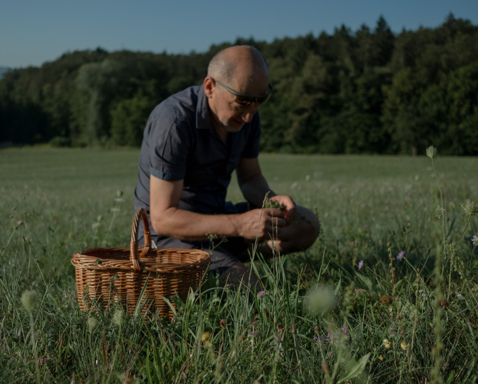A man sitting in a field over a basket, picking plants, with the edge of the forest framing the background.