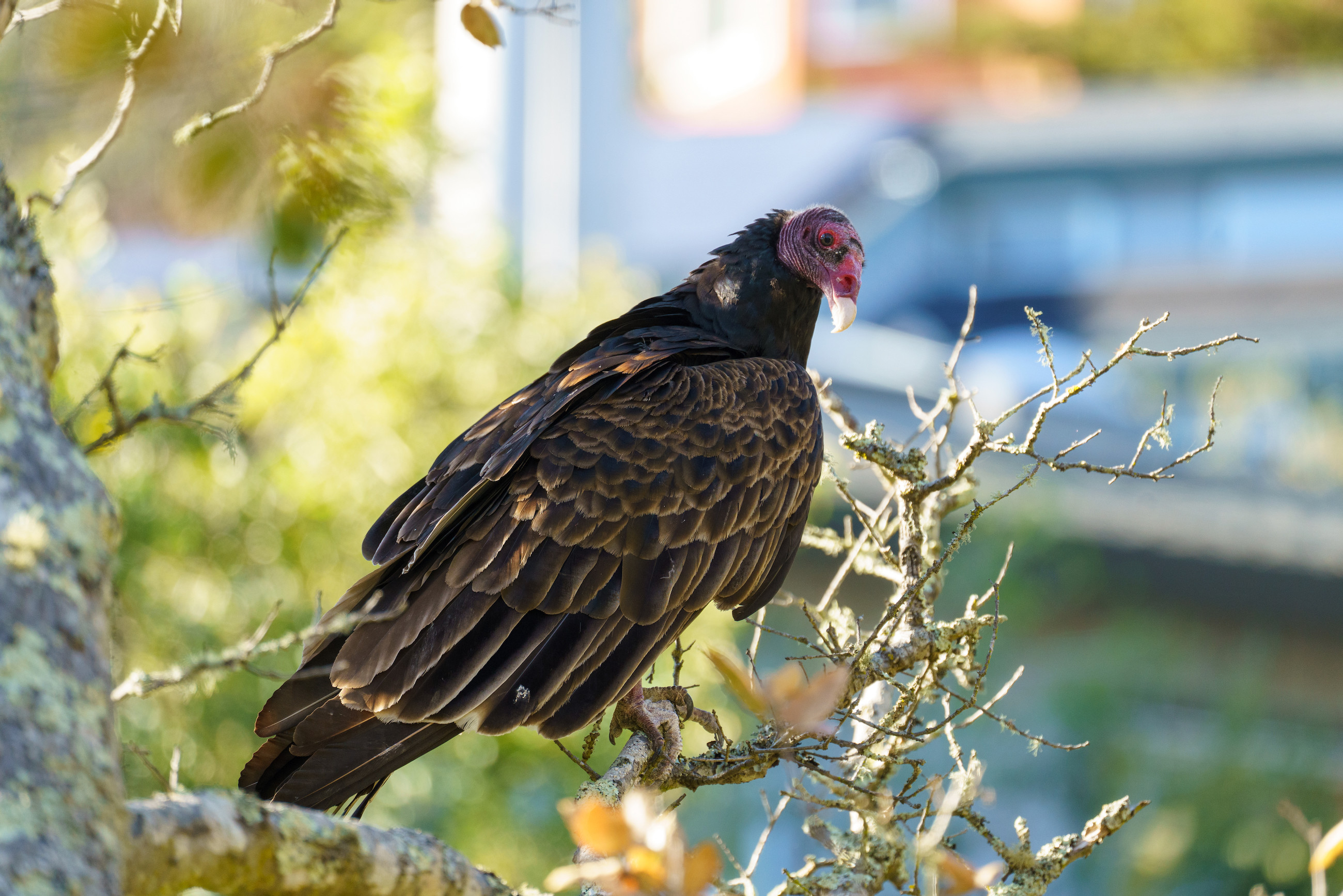 A turkey vulture perched on a twiggy live oak. Head cocked slightly to the side