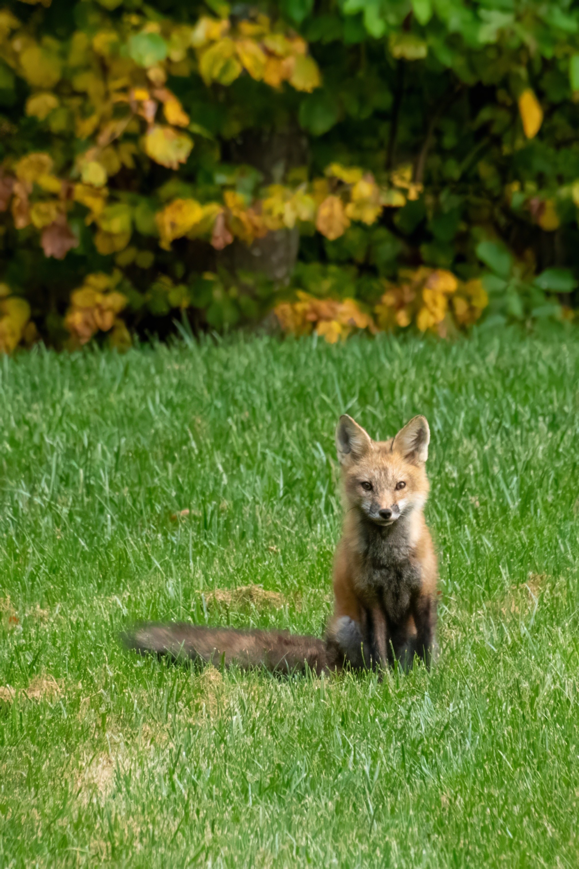 A young fox sitting up on a lawn, looking at the camera. It's bushy tail is stretched out beside it.