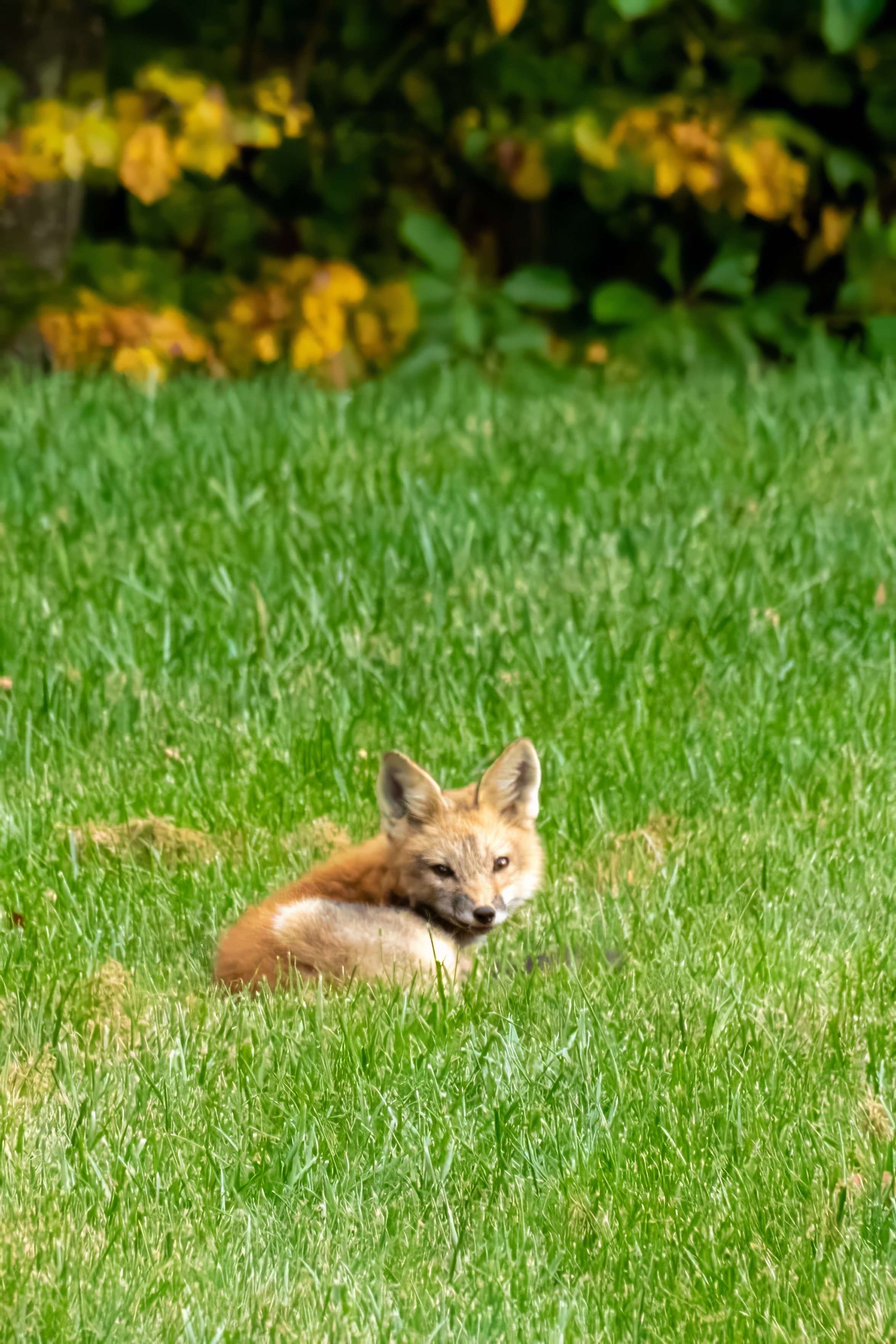 A young fox curled up in the grass. It is looking at the camera.