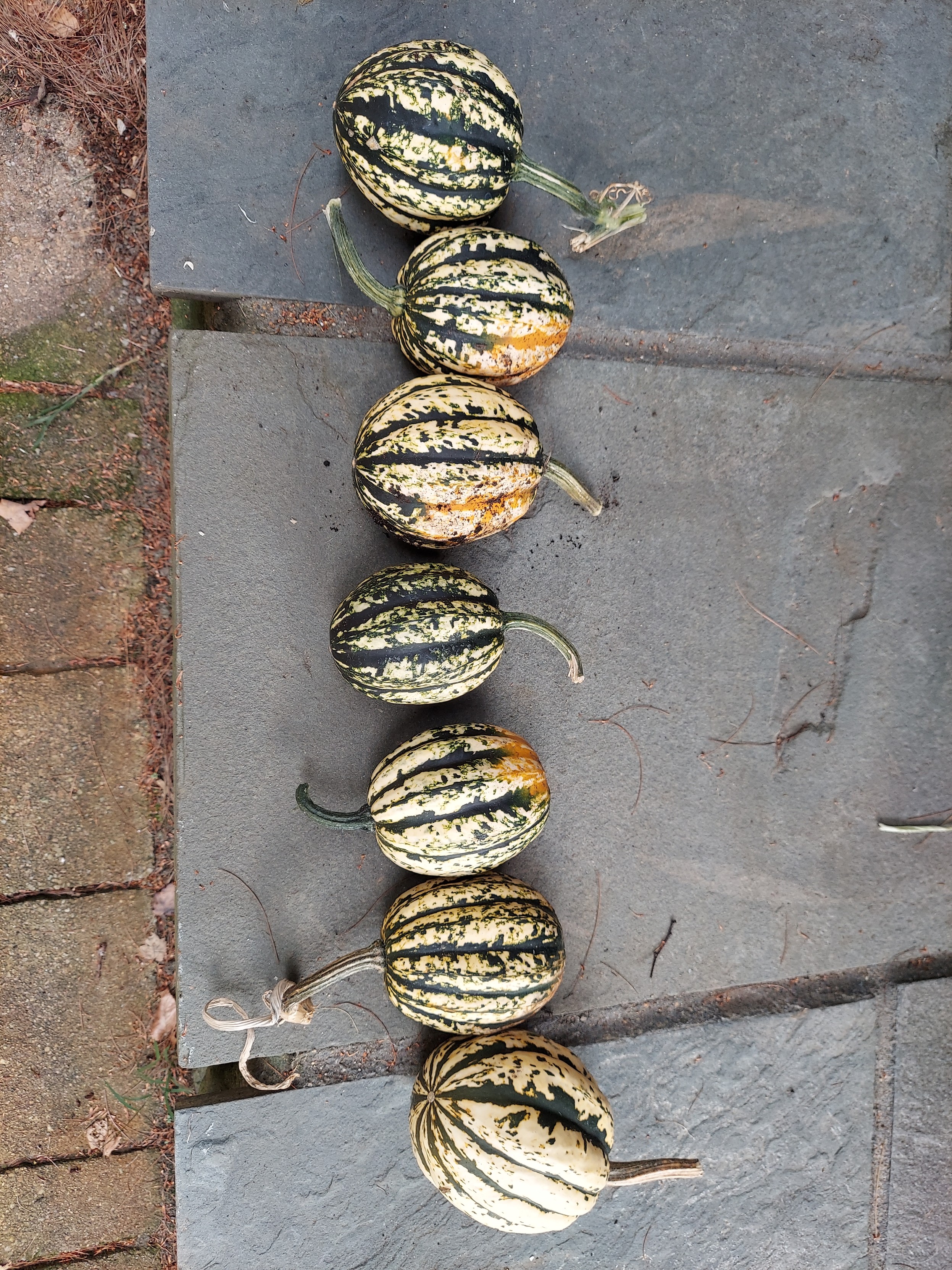 A line of harvested acorn squash laying on a patio.