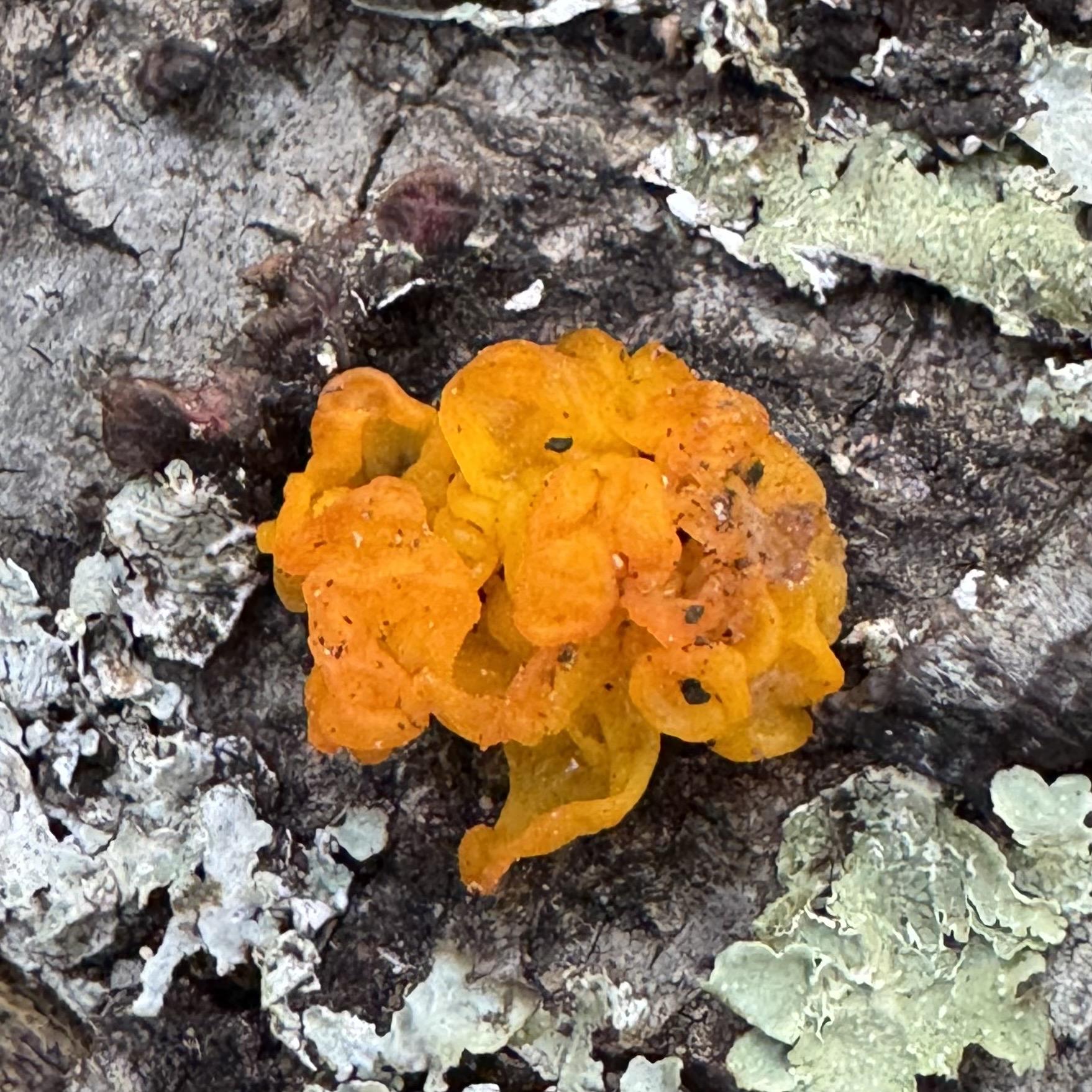 an orange fungi, possibly witches butter or golden ear