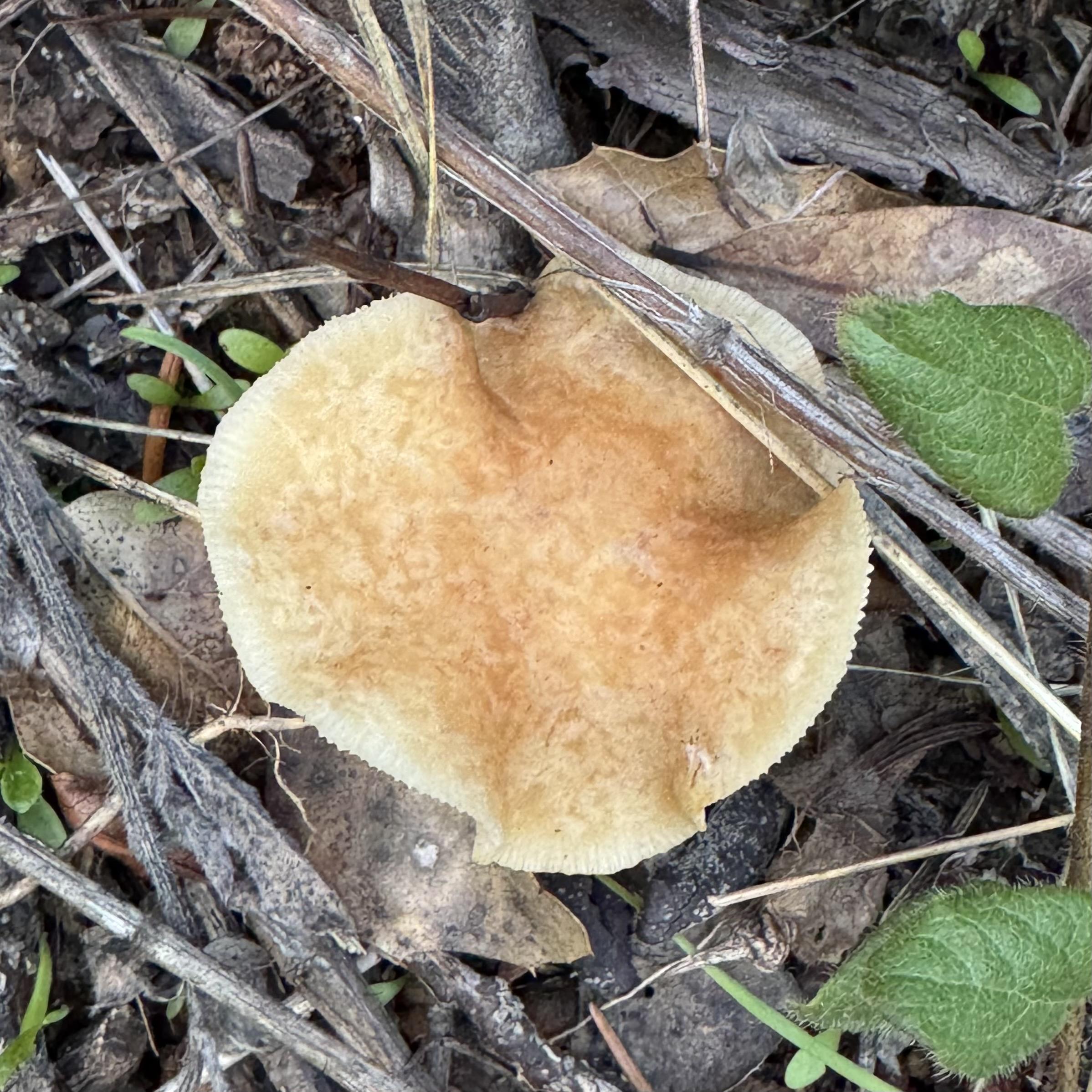 a thin simple beige mushroom, looks a bit like a potato chip