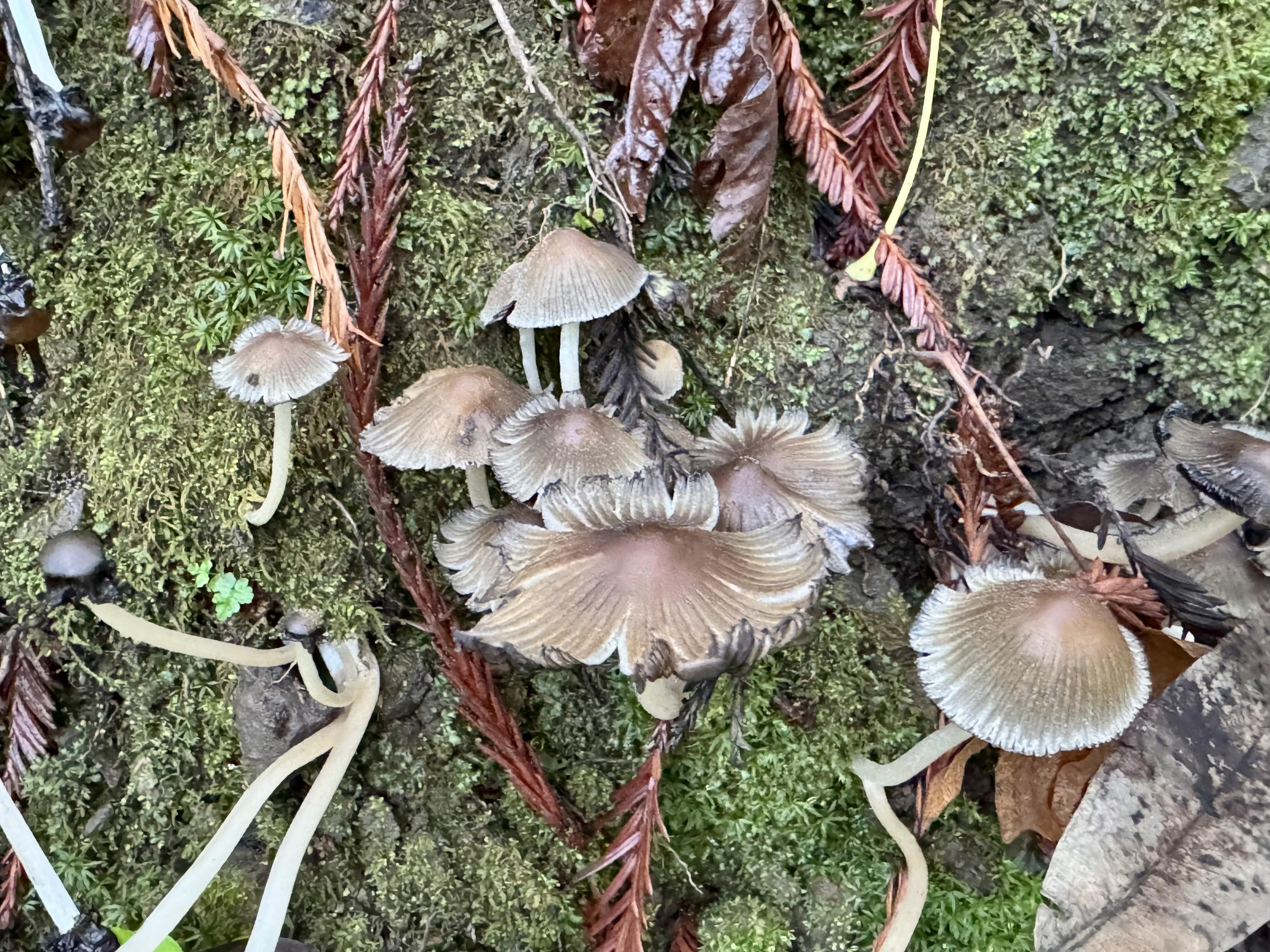 some spindly grey brown brittles growing out of a mossy bank