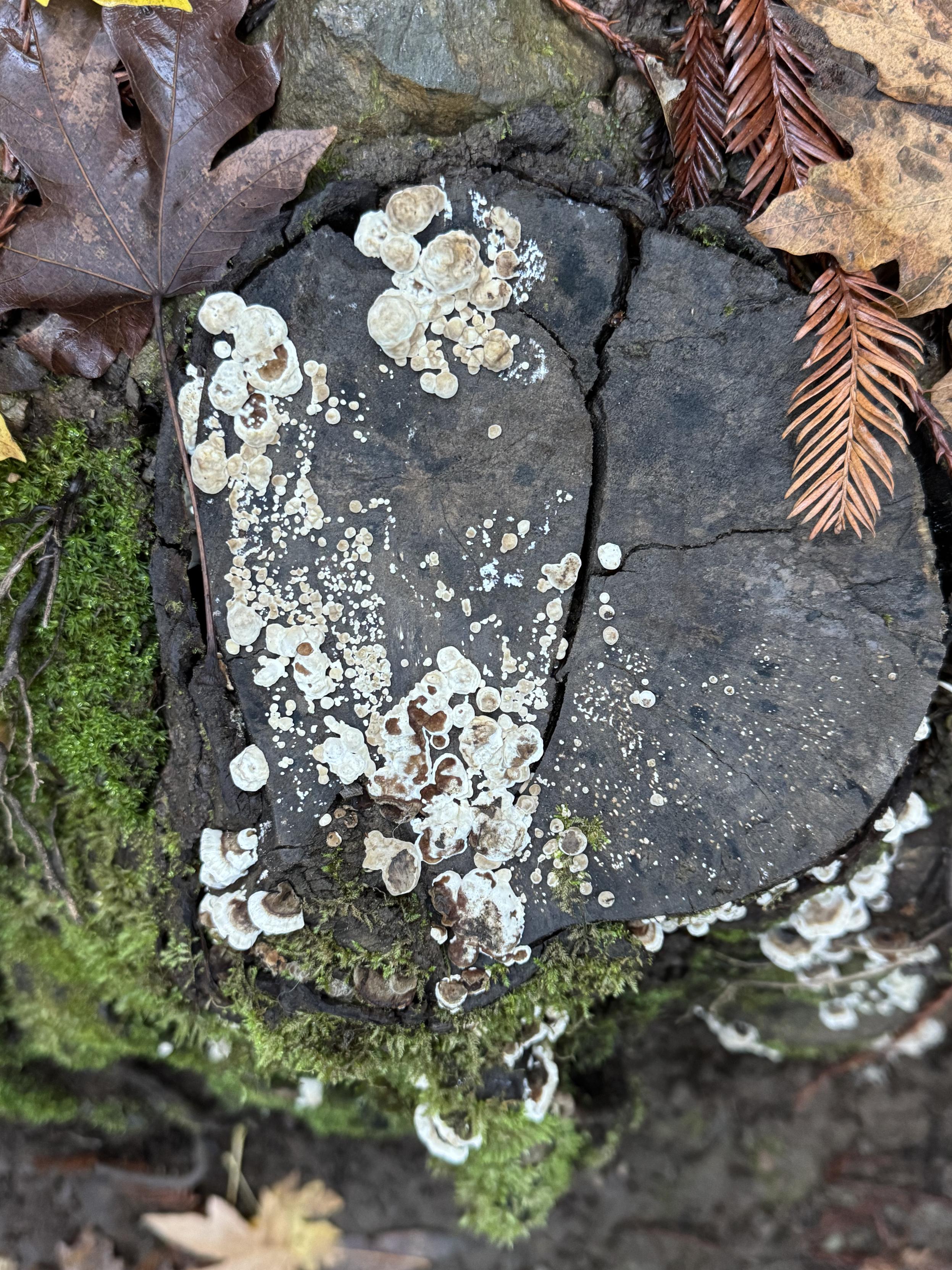 whitish mould on a stump maybe early turkey tail fungi growth