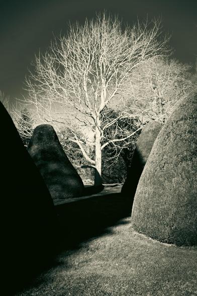 A garden: topiary and a tree. Shadow and sunlight.