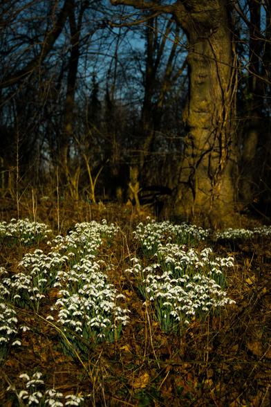 Snowdrops in a wood.
