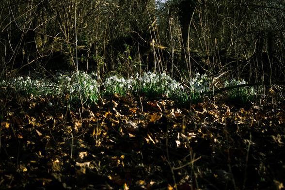 Snowdrops in a wood.