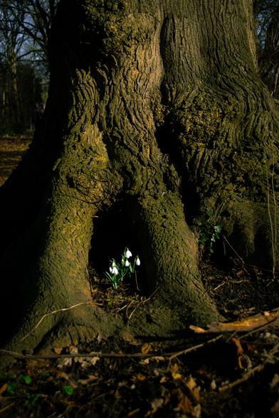 Snowdrops in the hollow of a tree.