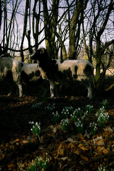 Sheep standing in the wood around a bed of snowdrops.