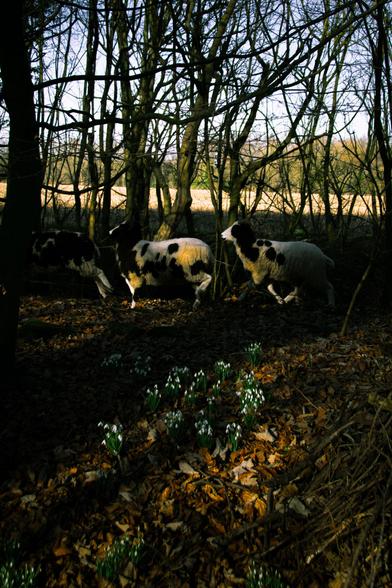 Sheep running through the wood around a bed of snowdrops.