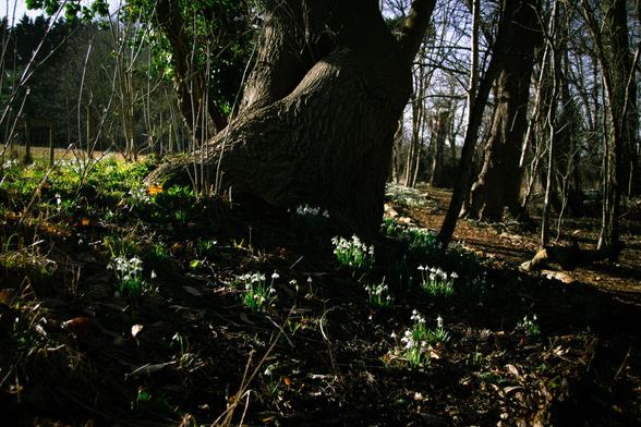 Snowdrops in the woods.