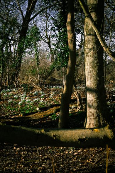Snowdrops in the woods and sunshine.