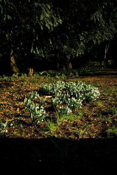 A bed of wild snowdrops in the sunlight.