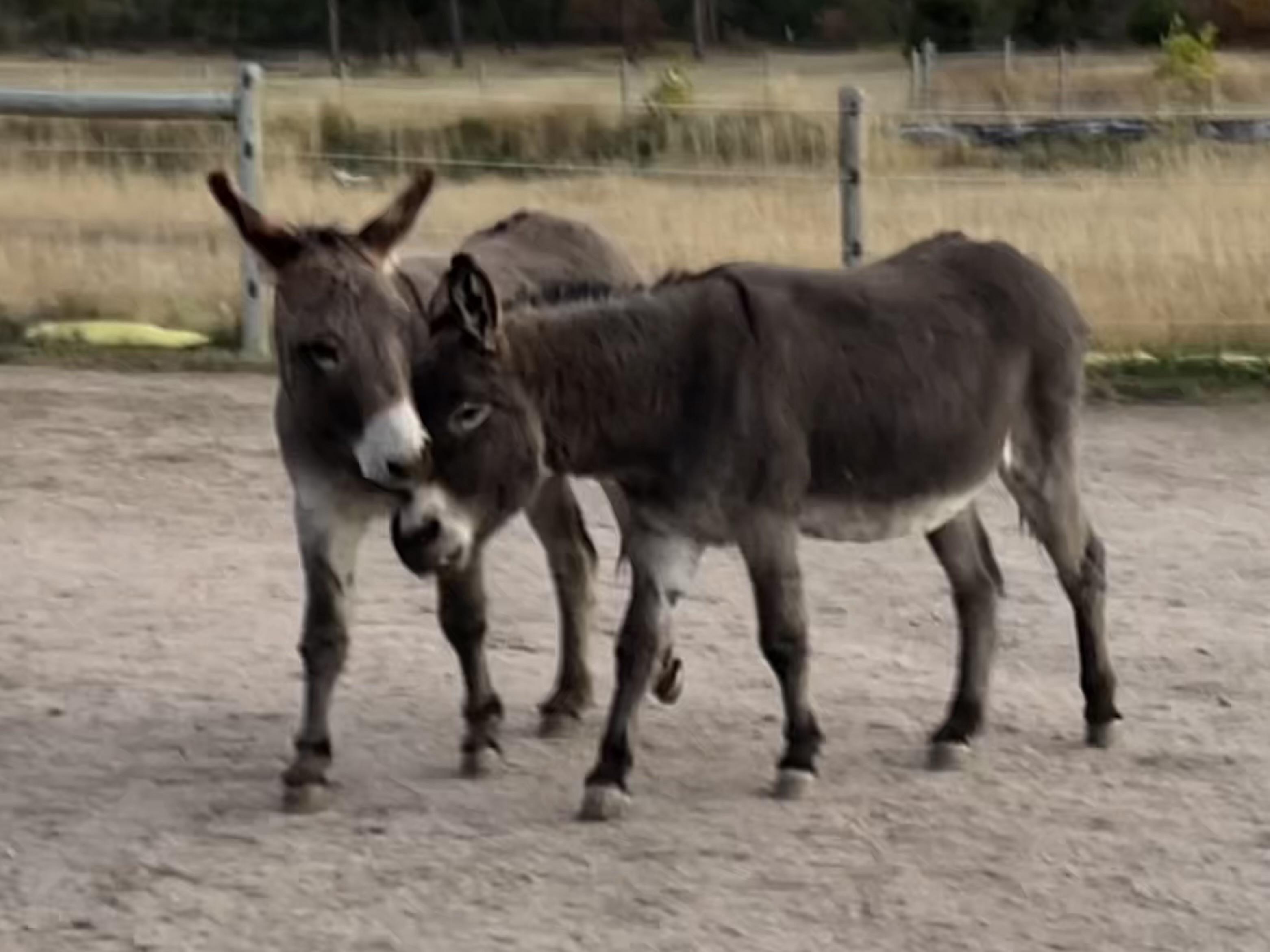Two donkeys side by side, one with his head low against the other’s neck and the other with his head turned as if to protect and comfort him.