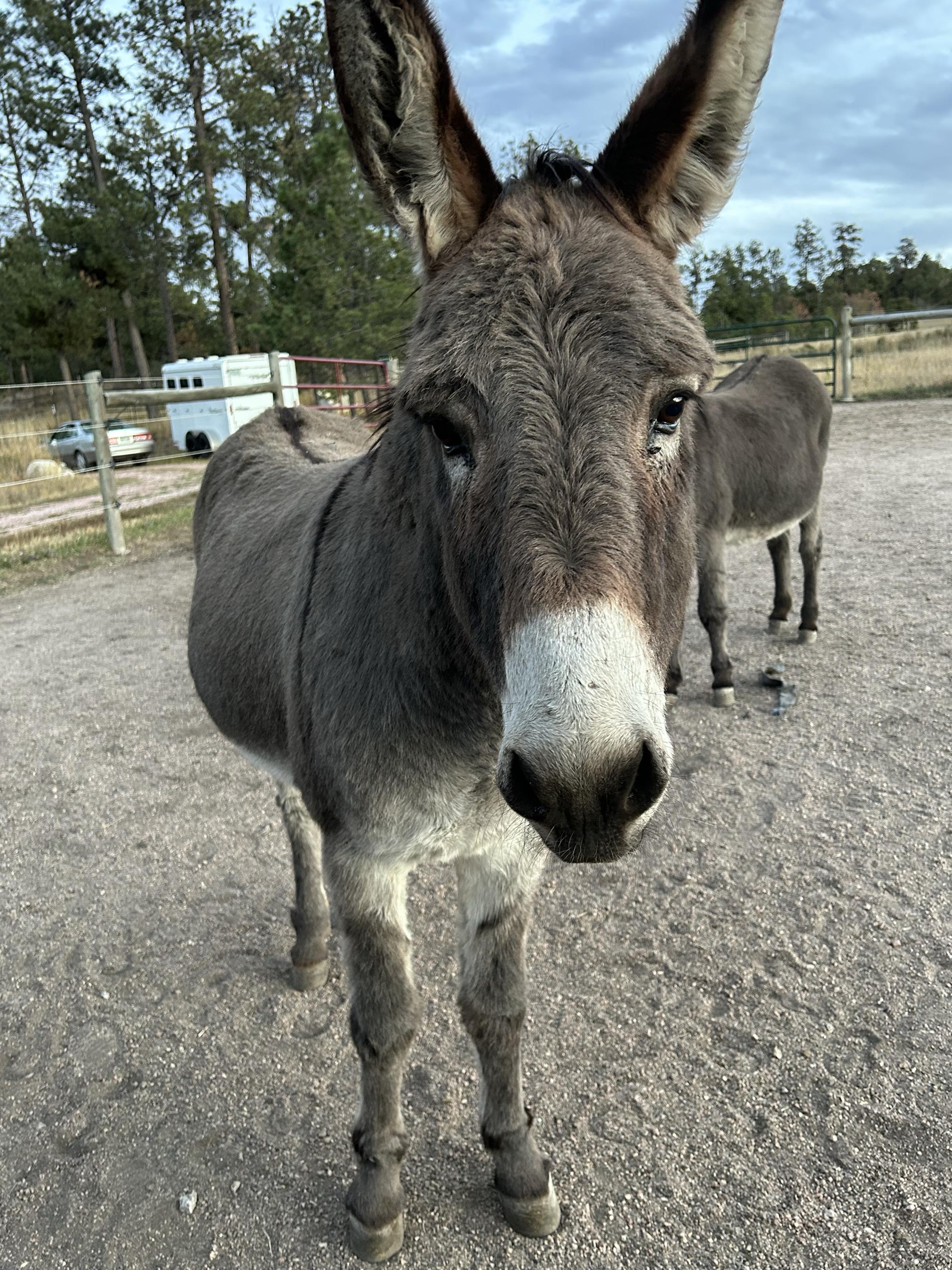 A donkey staring intently, expectantly at the camera, ears up, hoping the photographer will give him something good.