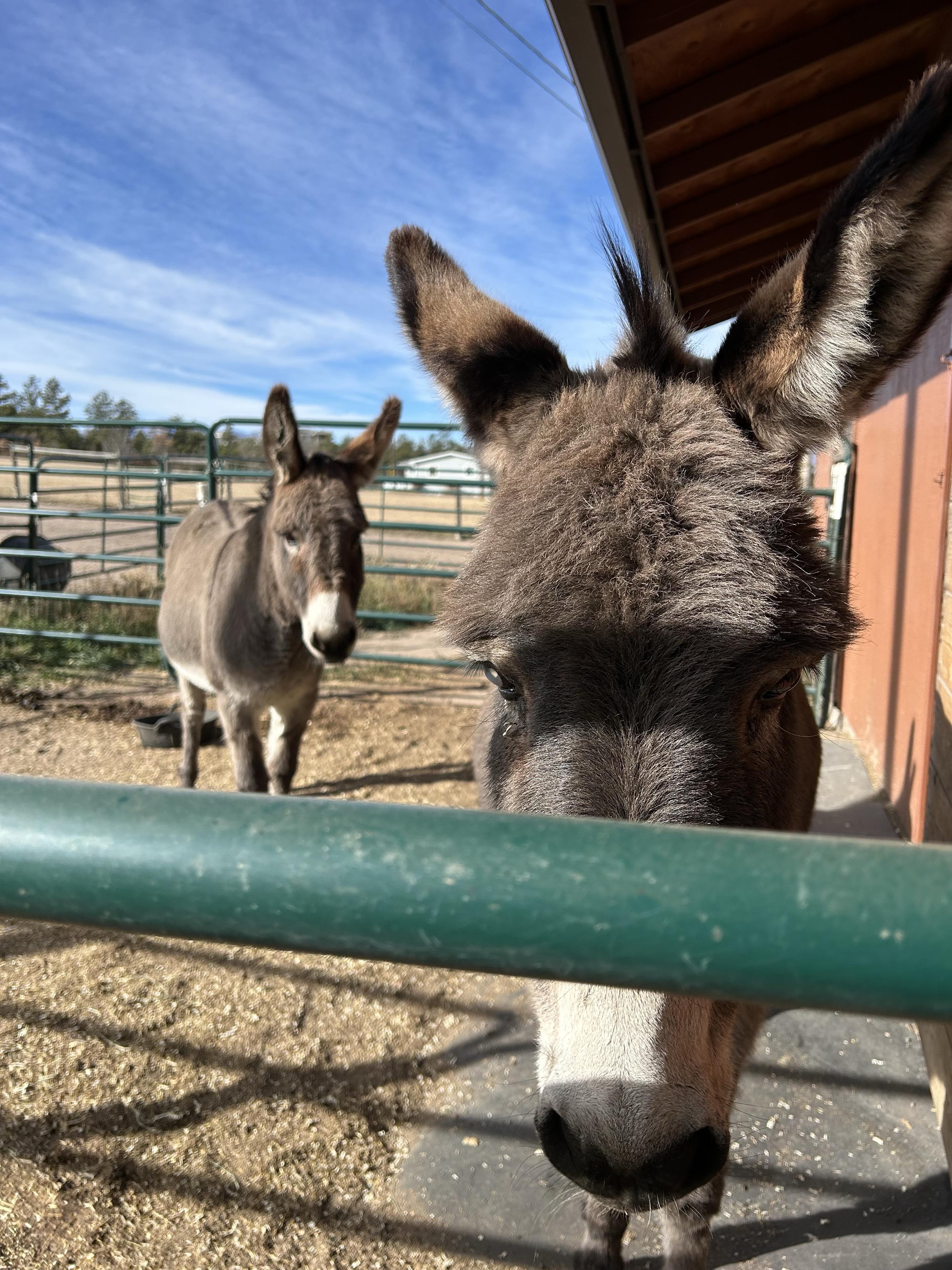 Two donkeys glaring balefully at the camera through the bars of some fencing.